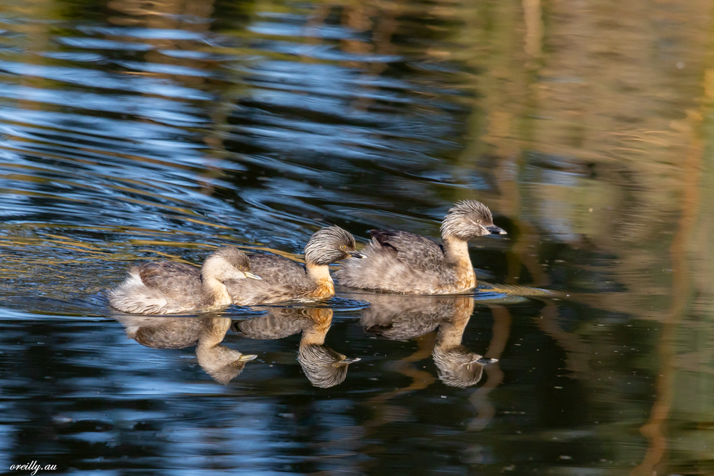 3 Ducks swimming in a row.