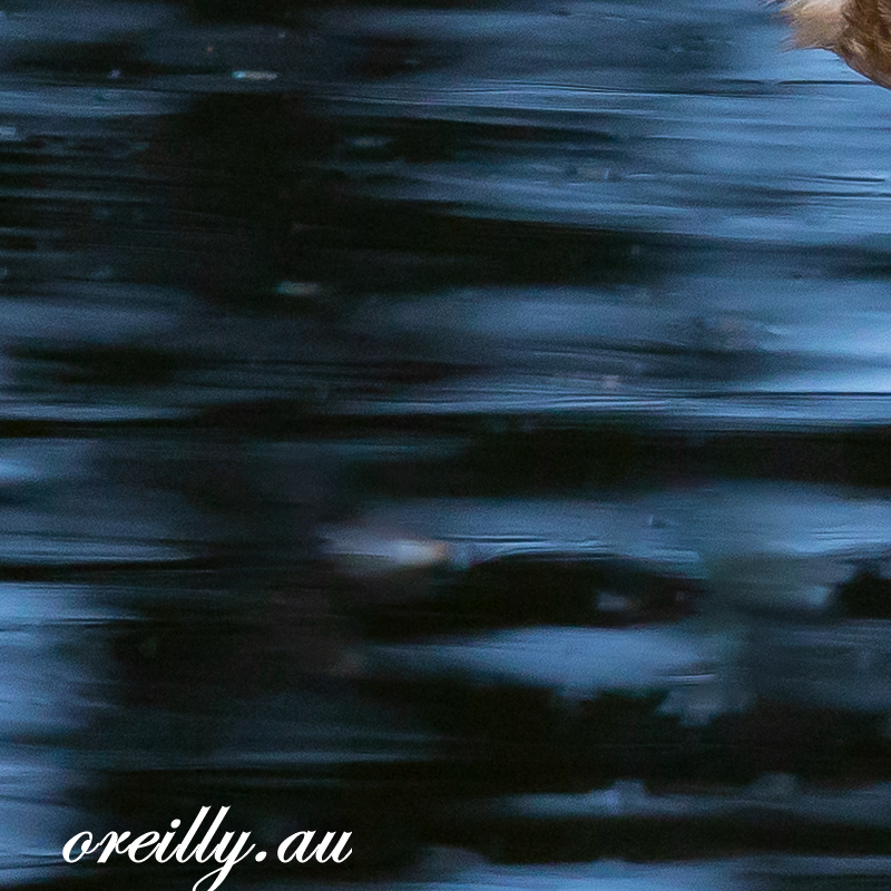 Showing the Watermark Signature.