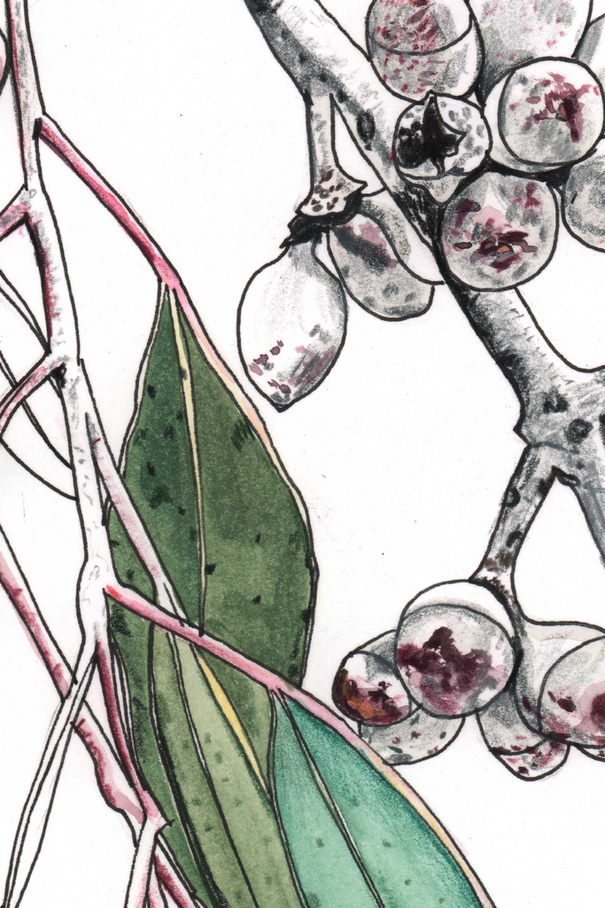 Eucalyptus Buds Leaves Adorn