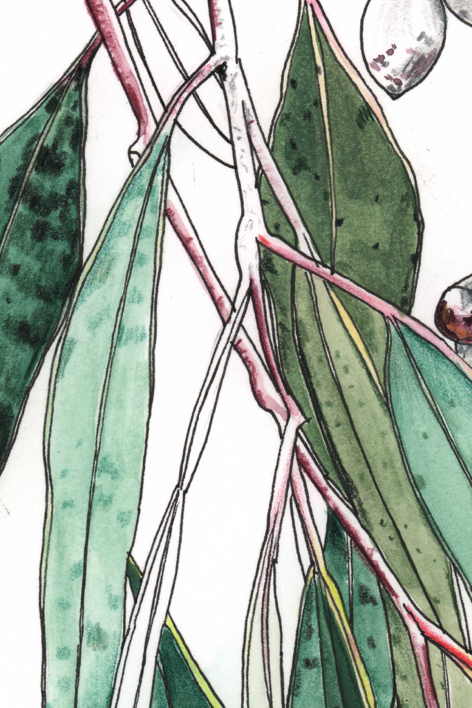 Eucalyptus Buds Leaves Adorn
