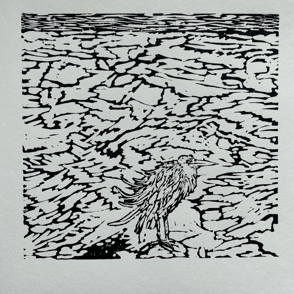 White-faced heron