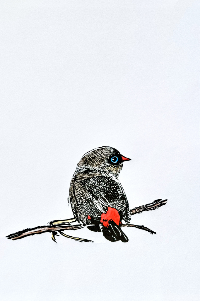 Western Beautiful Firetail