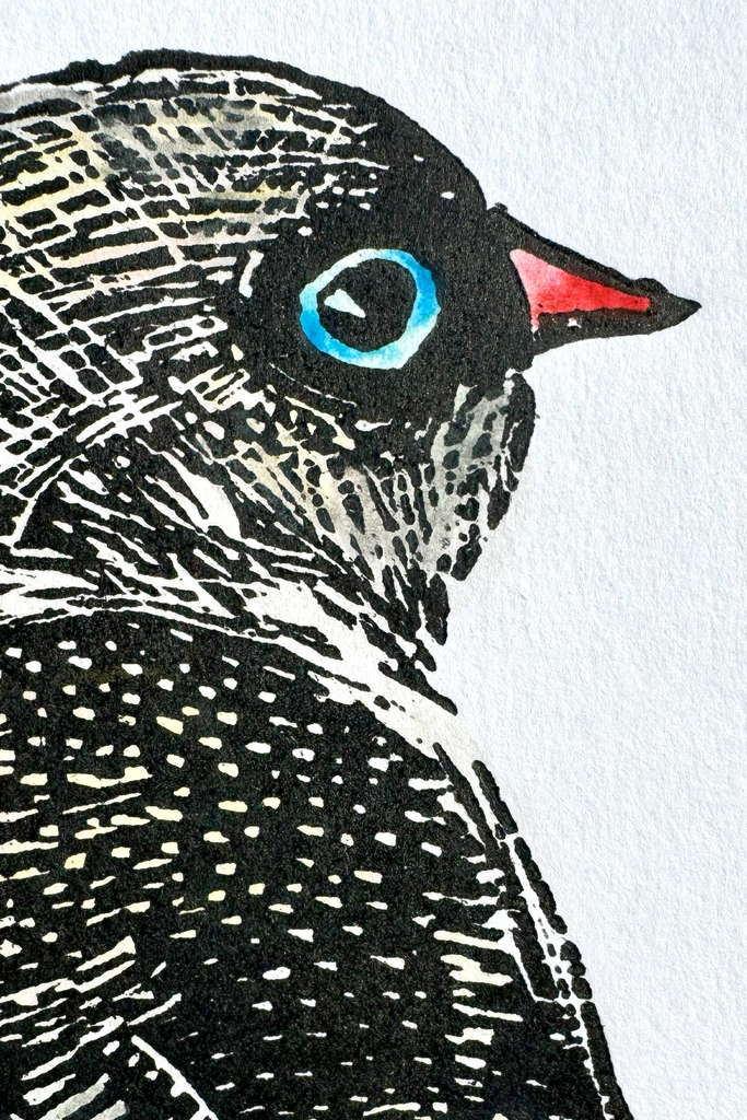 Head view of the Western Beautiful Firetail showing linocut mark details.