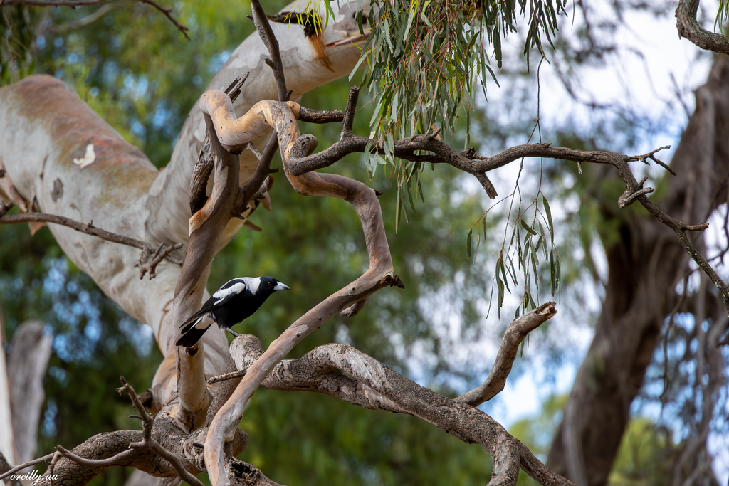 An A3 size print of a Magpie located in a Gum Tree in Gawler, SA. Taken near the Gawler Community House.