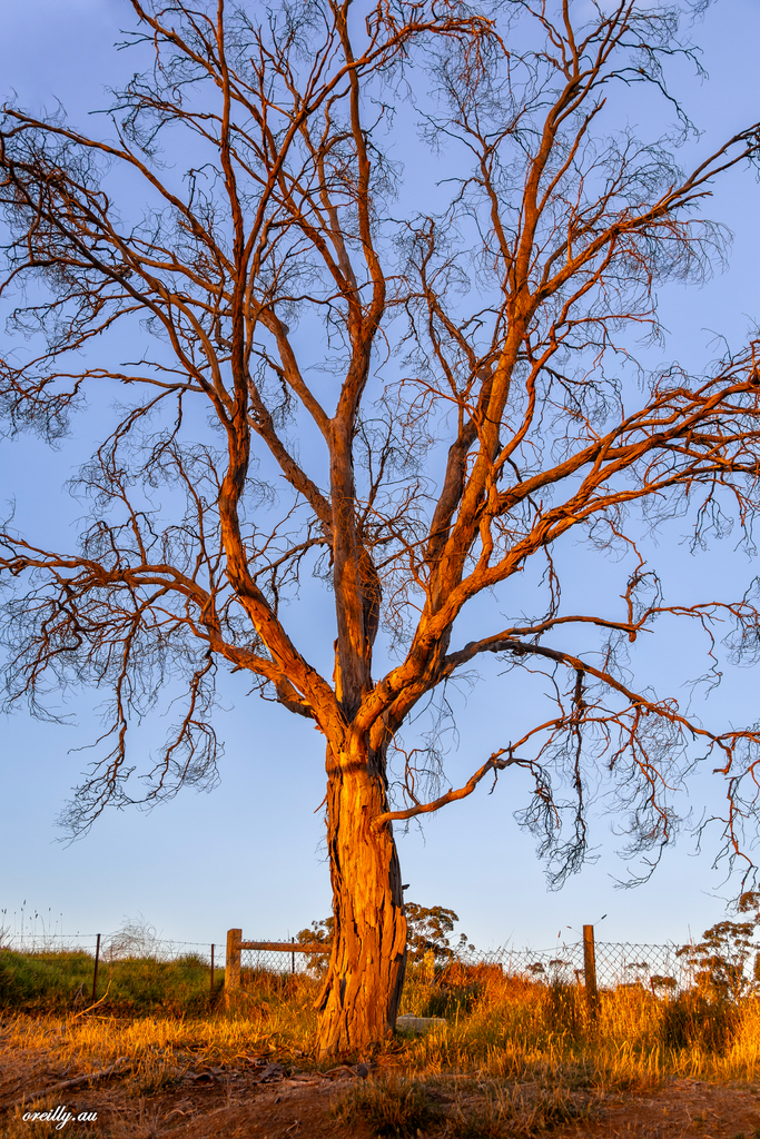 Sunset Tree. A3 in size and with an 80mm Black Mat border