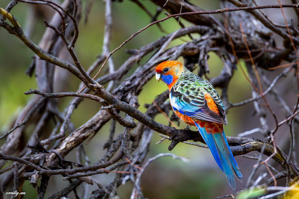 Crimson Rosella

Scientific Name: Platycercus elegans
Featured bird groups: Parrots