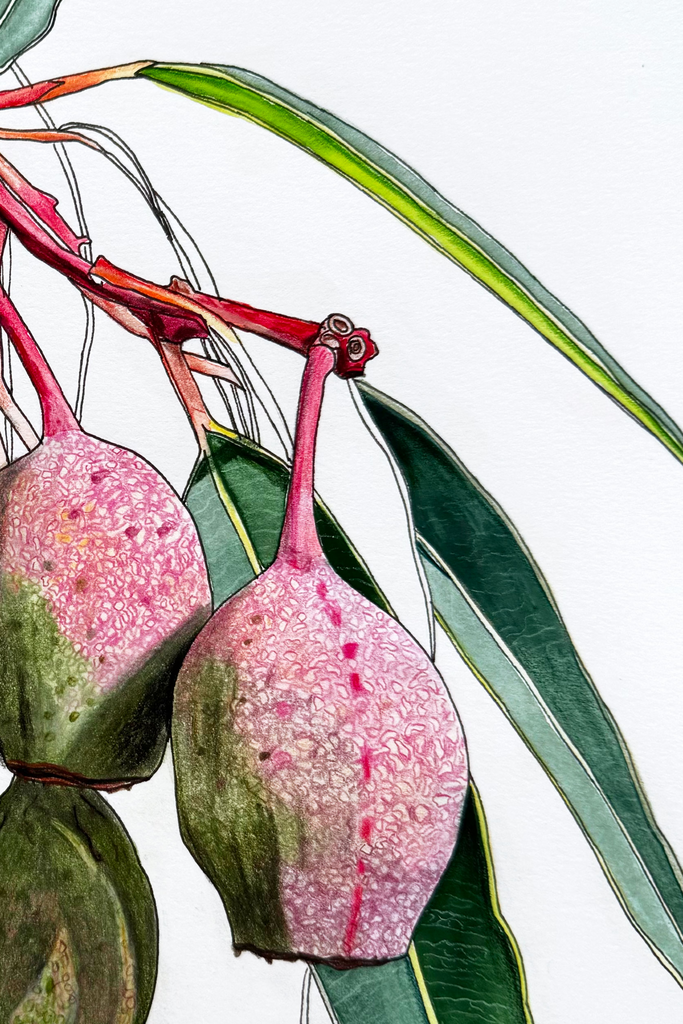 Flowering Gum Nuts Grand