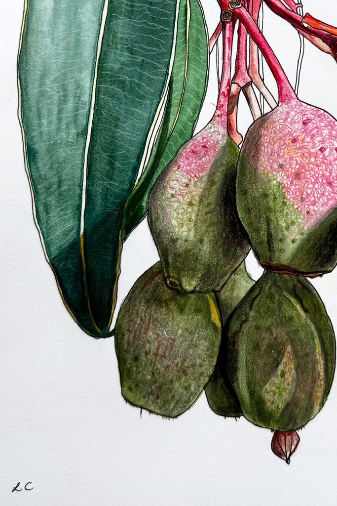 Flowering Gum Nuts Grand