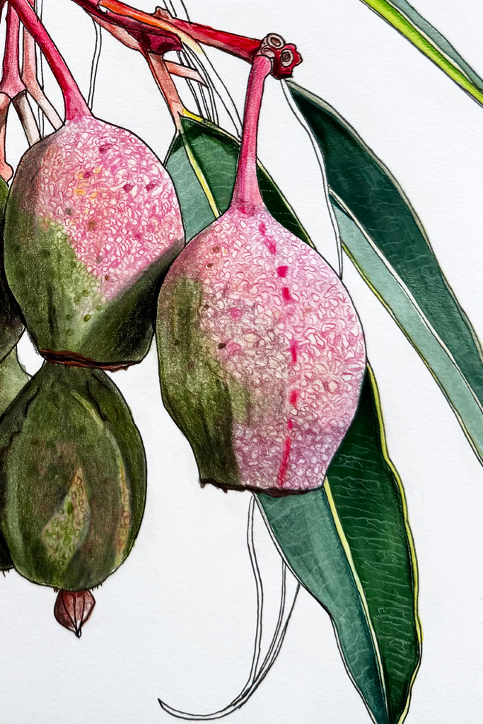 Flowering Gum Nuts Grand