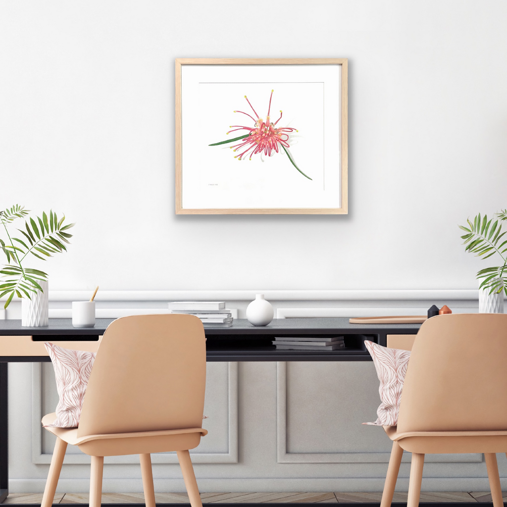 Pink Spider Flower