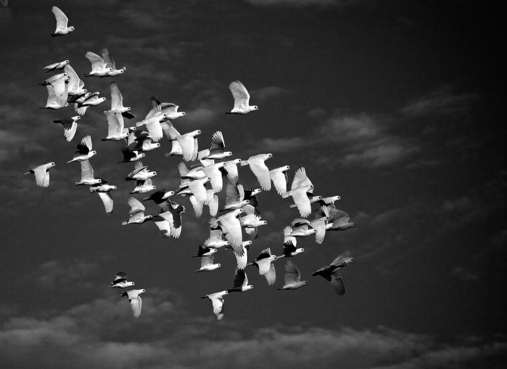 Flight of the Little Corellas