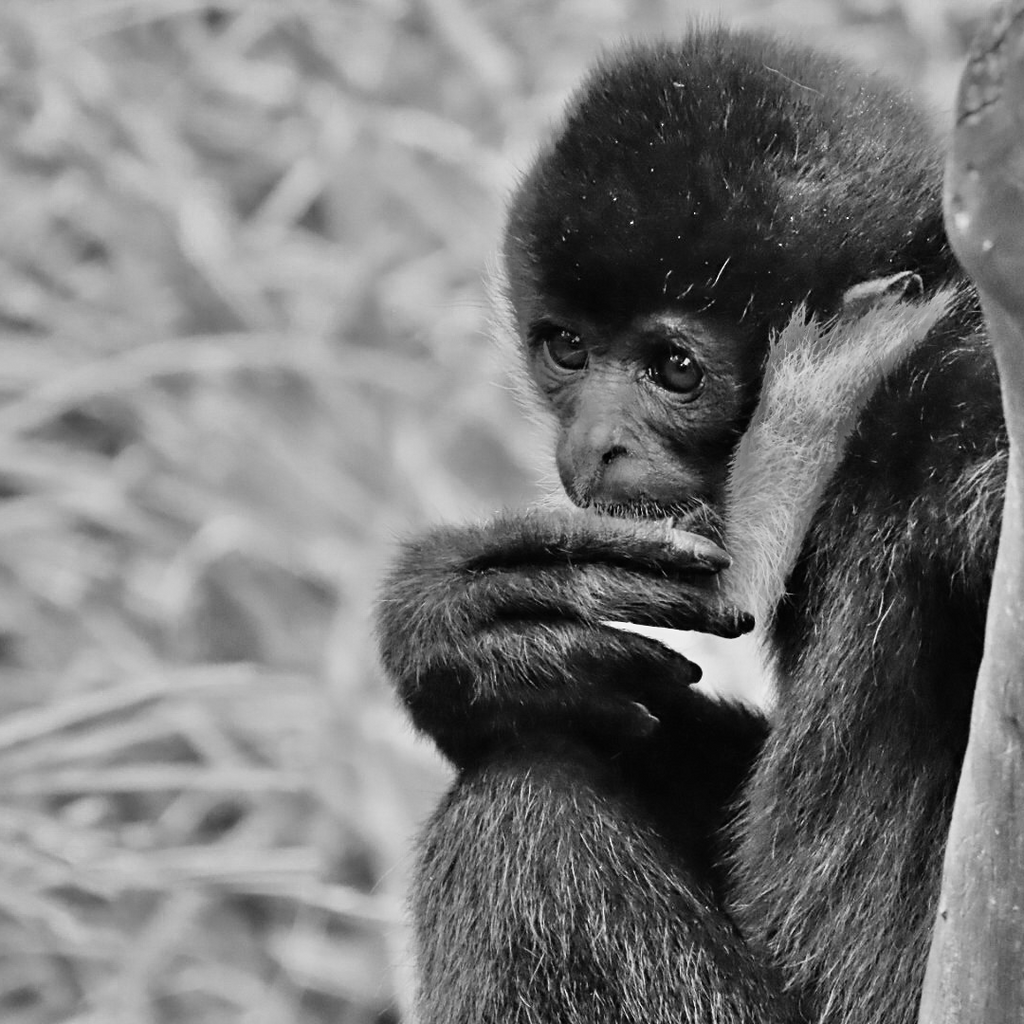 Funny monkey business at the Adelaide zoo