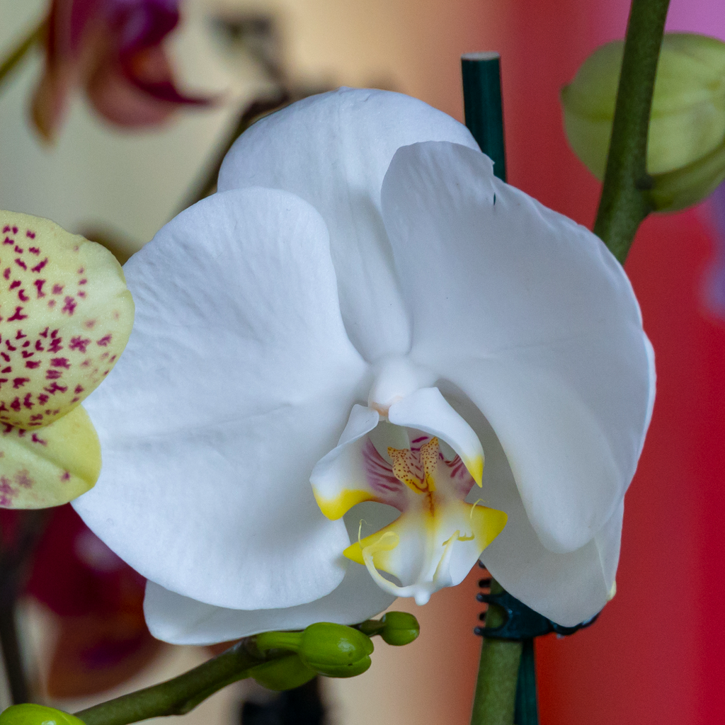 a Close up of the white flower