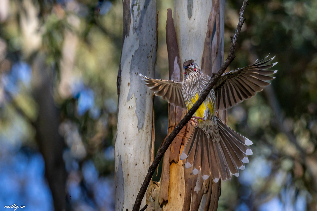 The Red Wattlebird landing on a branch in front of a Gum tree.

Contact me for a Quote if you want me to arrange printing.