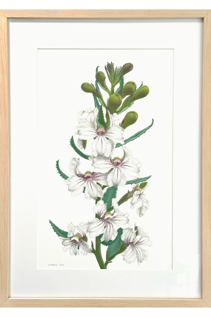 White goodenia drawn in coloured pencil and white ink, framed work