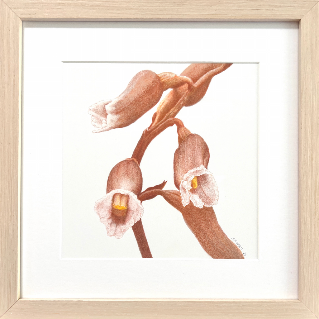 Cinnamon Bells Orchid in coloured pencil, framed drawing