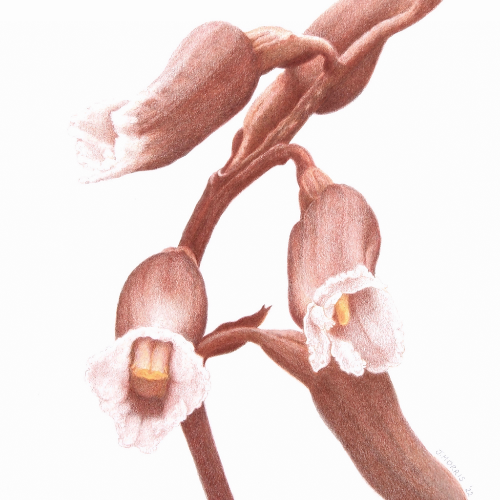 Cinnamon Bells Orchid drawing unframed
