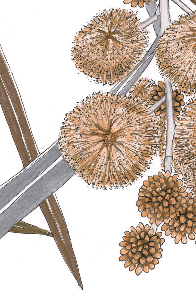 Wattle Bee Gold Silver Bronze