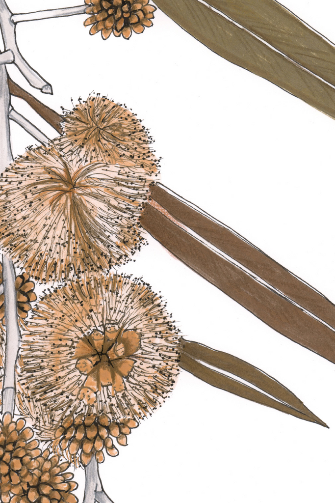 Wattle Bee Gold Silver Bronze