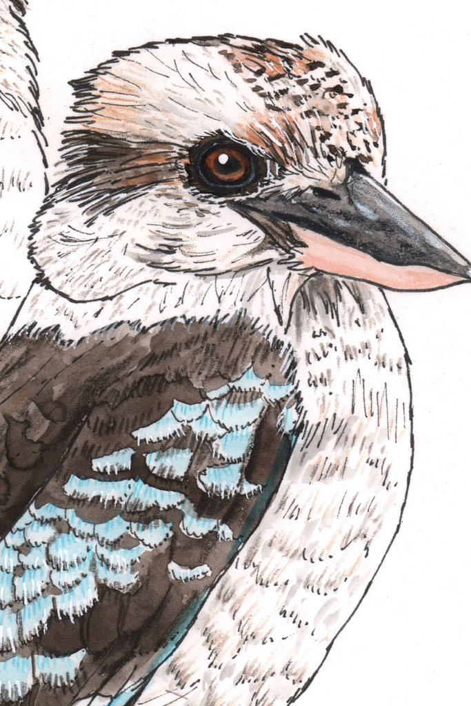 Kookaburra Pair Chorus