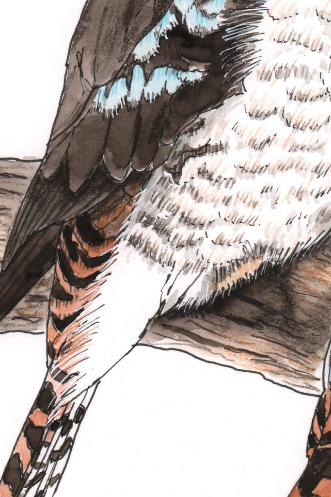 Kookaburra Pair Chorus