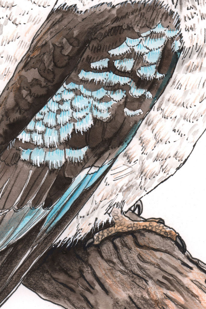 Kookaburra Pair Chorus